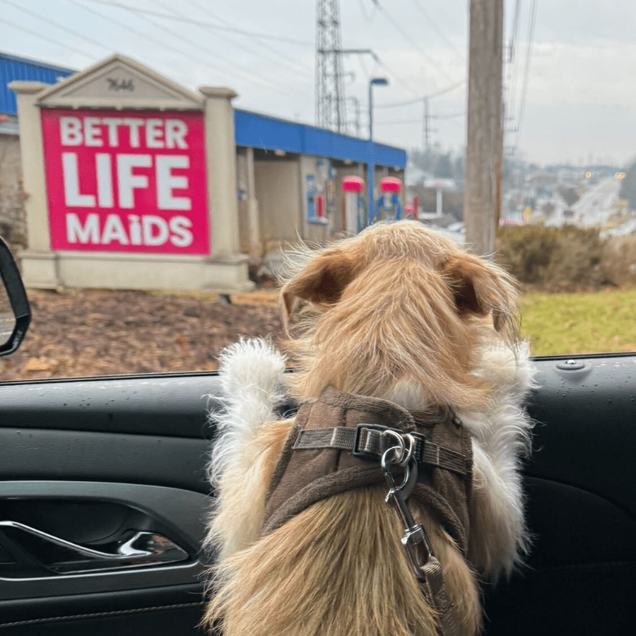 dog being very excited to see better life maids