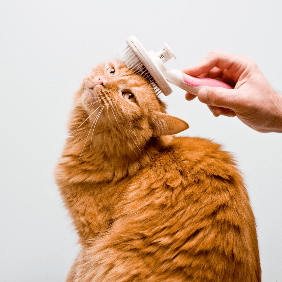 orange cat being groomed