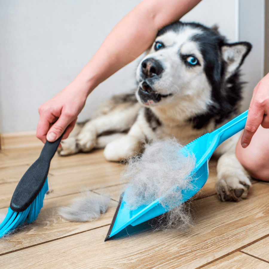 husky shedding while person sweeps up hair