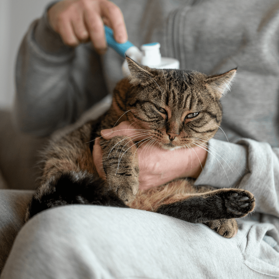 cat being groomed with a pet brush