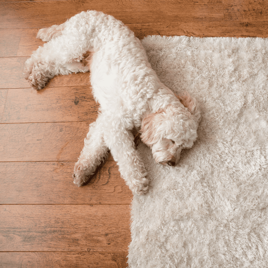 dog blending into the area rug 