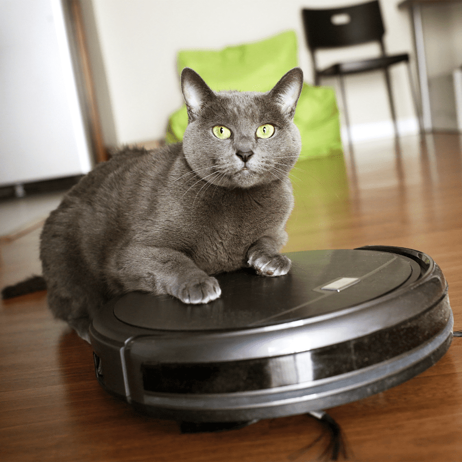 cat riding a robot vacuum cleaner 