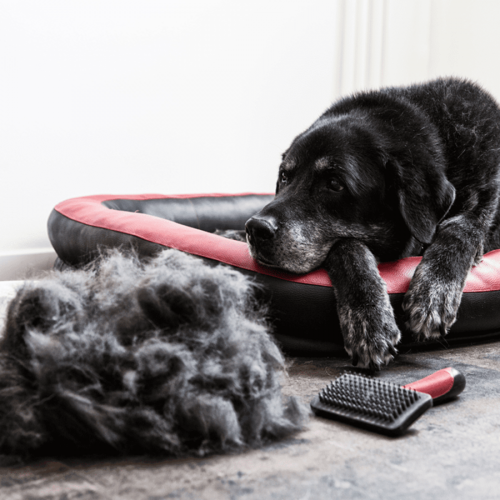black dog shedding and leaving pet hair on the floor