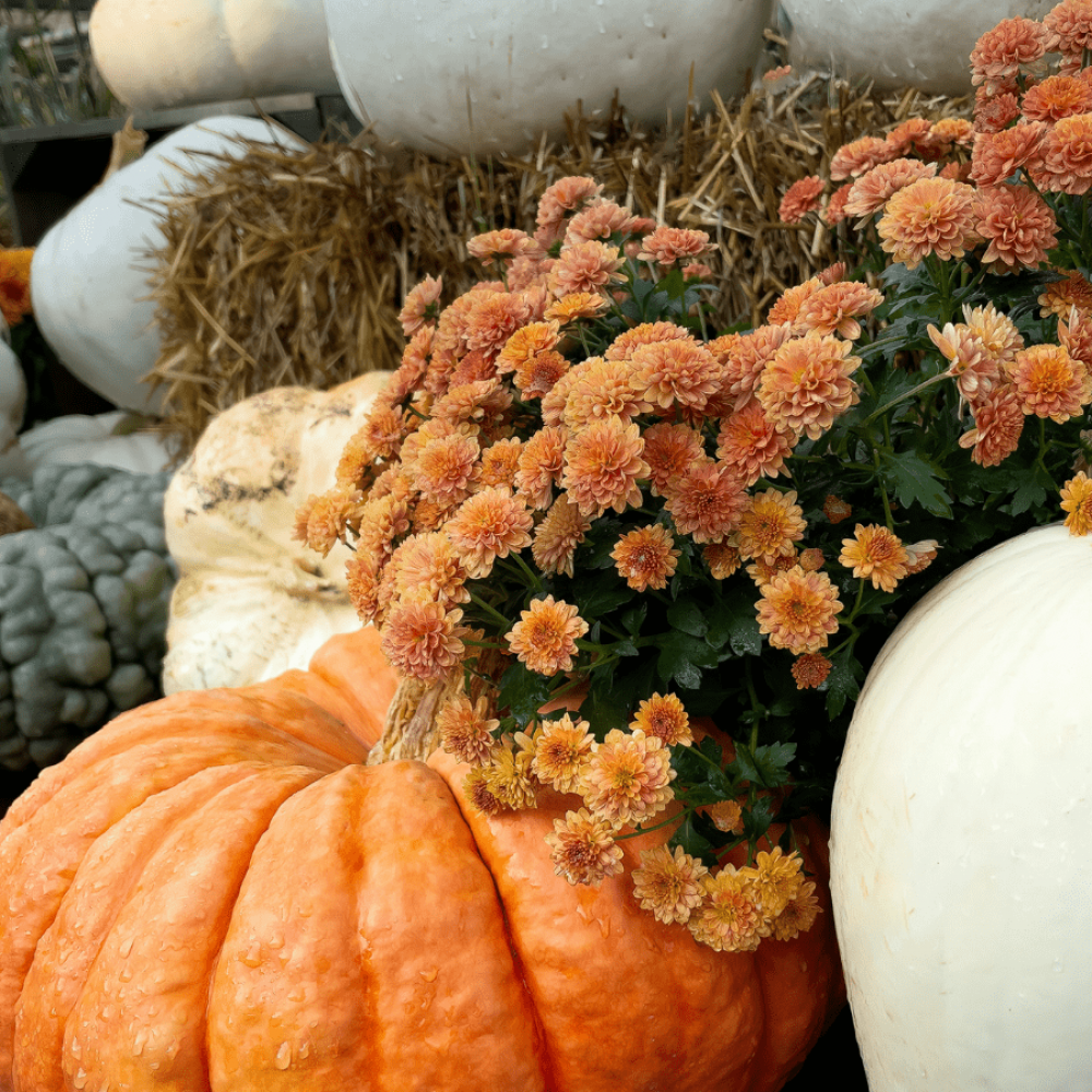 pumpkins and mums